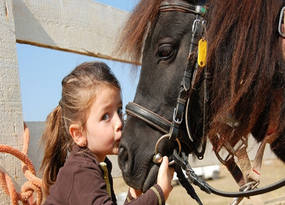 Phuket International Horse Club tour in Phuket