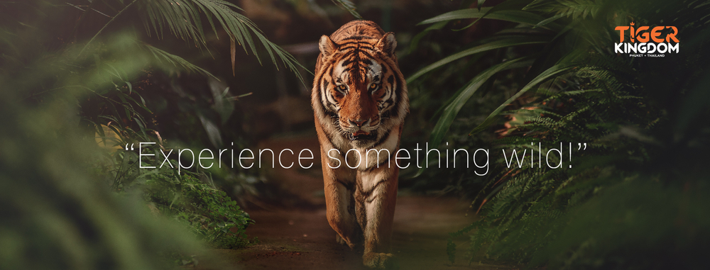 Tiger Kingdom Phuket attraction in Phuket