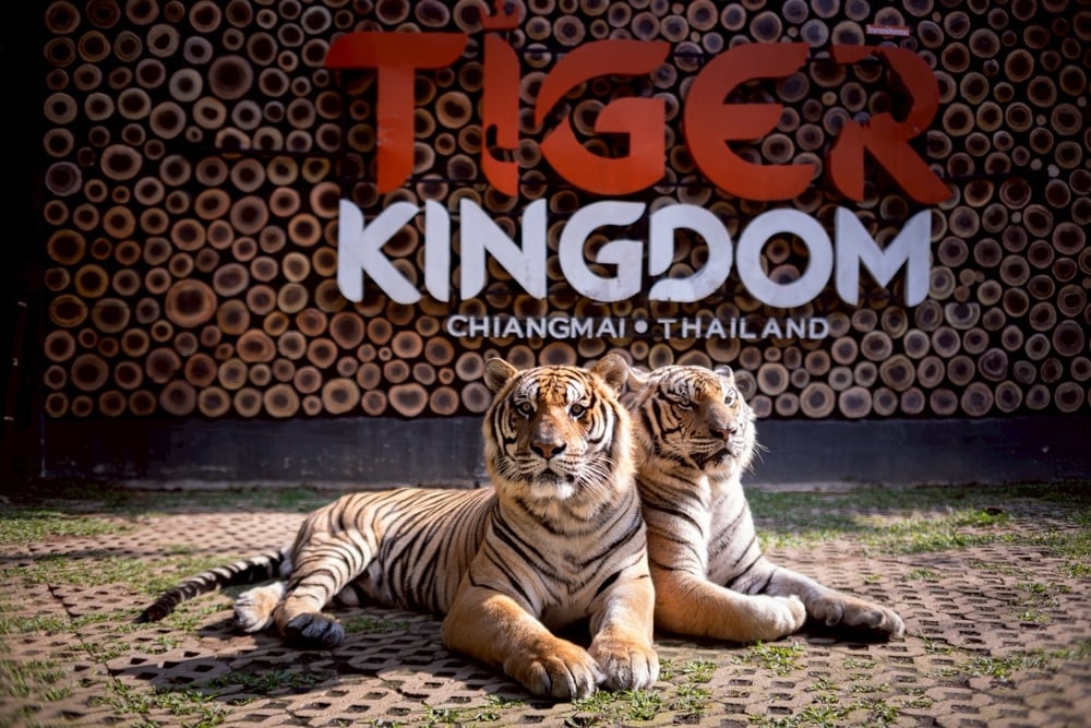 Tiger Kingdom Chiang Mai attraction in Chiang Mai