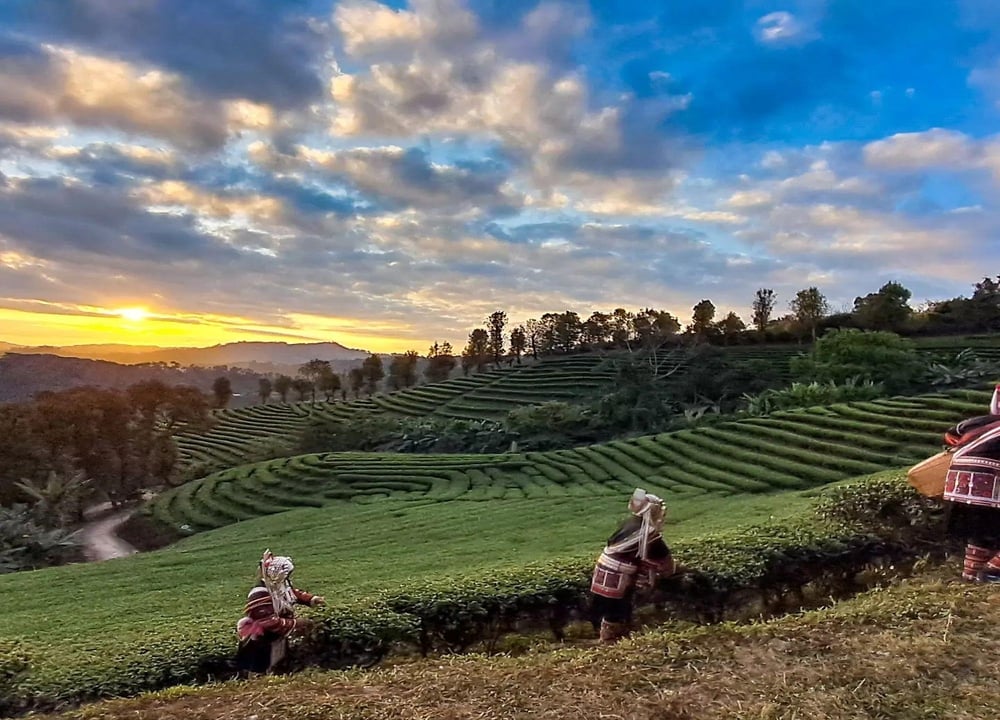 One Day Sightseeing Private Tour Chiang Rai tour in Chiang Mai