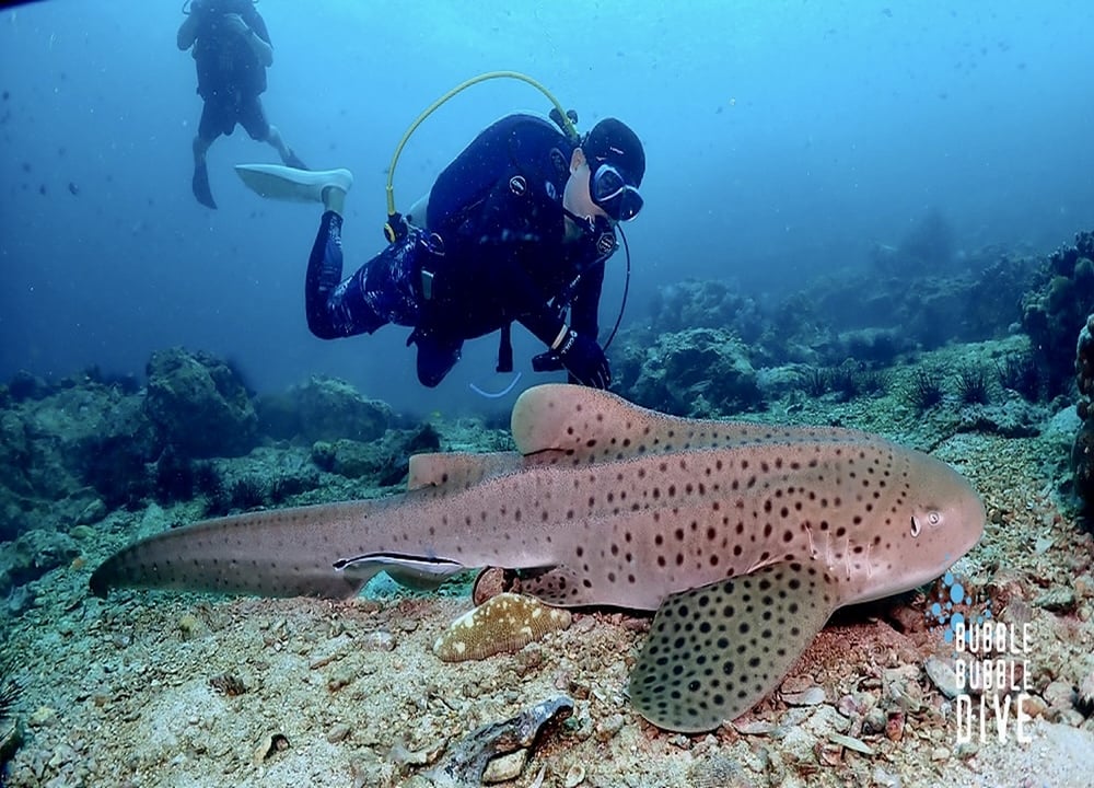 Phuket Fun Diving (Bubble Bubble Dive) tour in Phuket scuba trips and courses