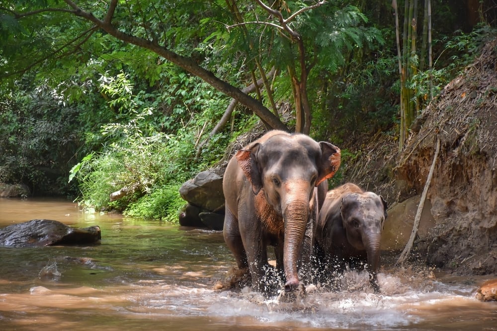Maesa Elephant Camp Half day tour in Chiang Mai elephant experiences