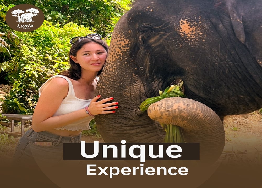 Relaxing With Elephant tour in Krabi