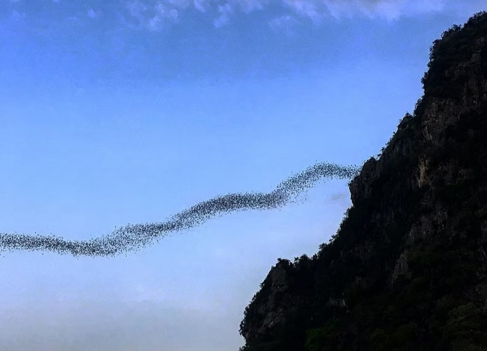 Cha Am and Surrounding, Bats (Private) tour in Hua Hin & Cha-Am