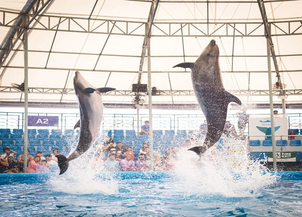 Pattaya Dolphinarium Half Day Private Tour tour in Pattaya