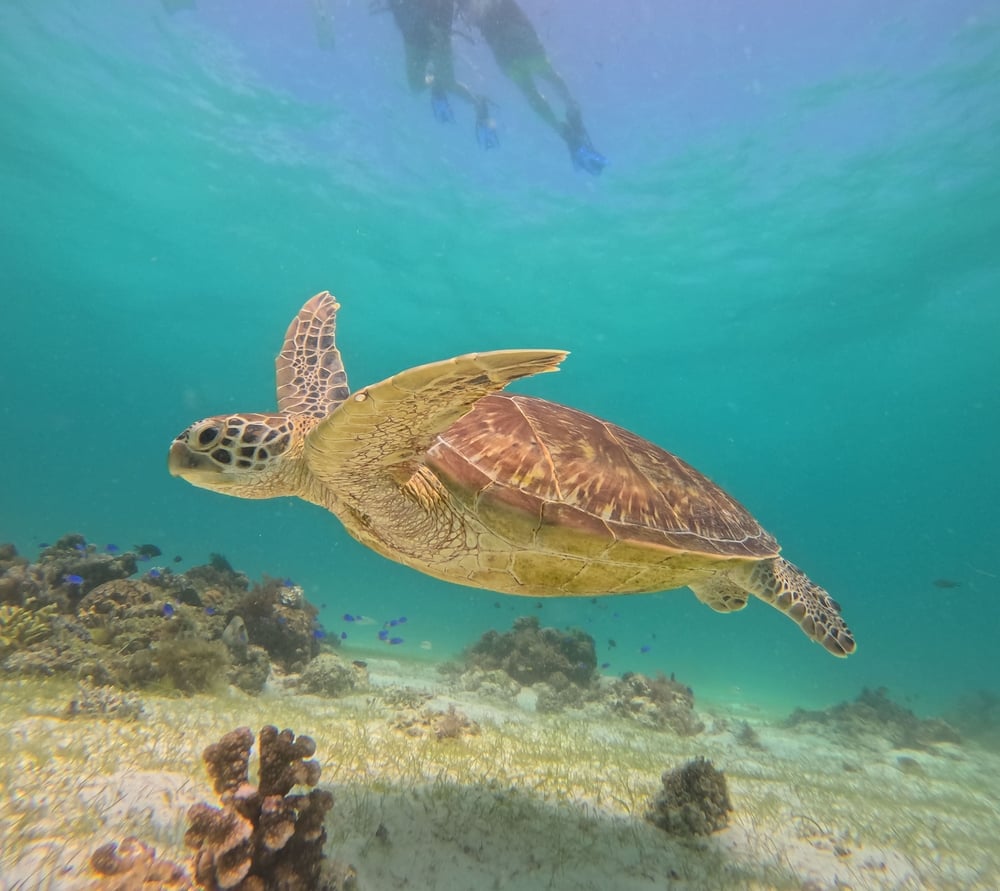 Sunny Ocean Hopping