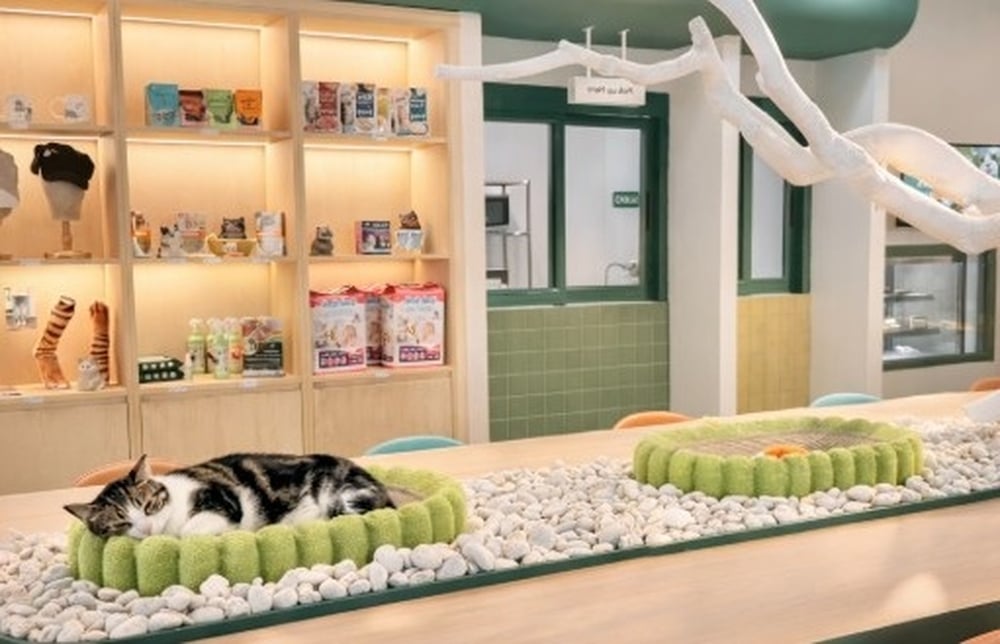 Asok Pethouse - Adoptable Cat Café