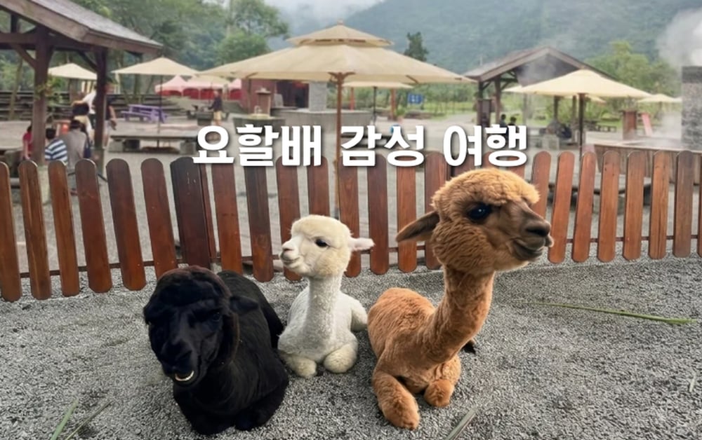 👨‍🍳 요할배 감성 여행｜소규모 조인 밴투어 (감성•힐링•차별화)