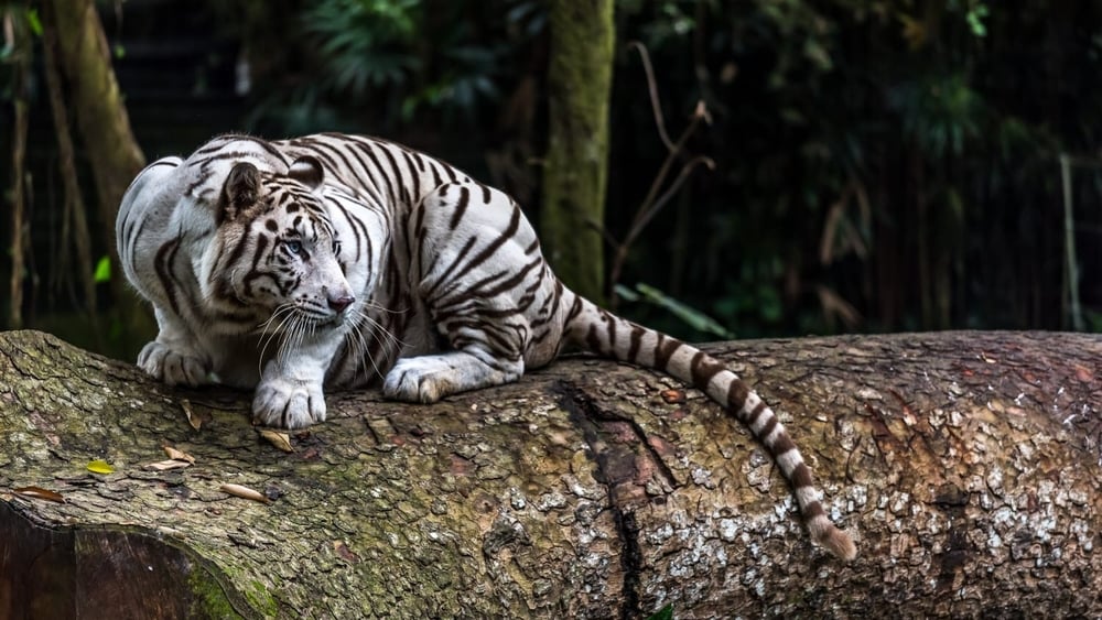 [Indonesia/Bali] Bali Taman Safari Ticket (Family-Friendly Experience)