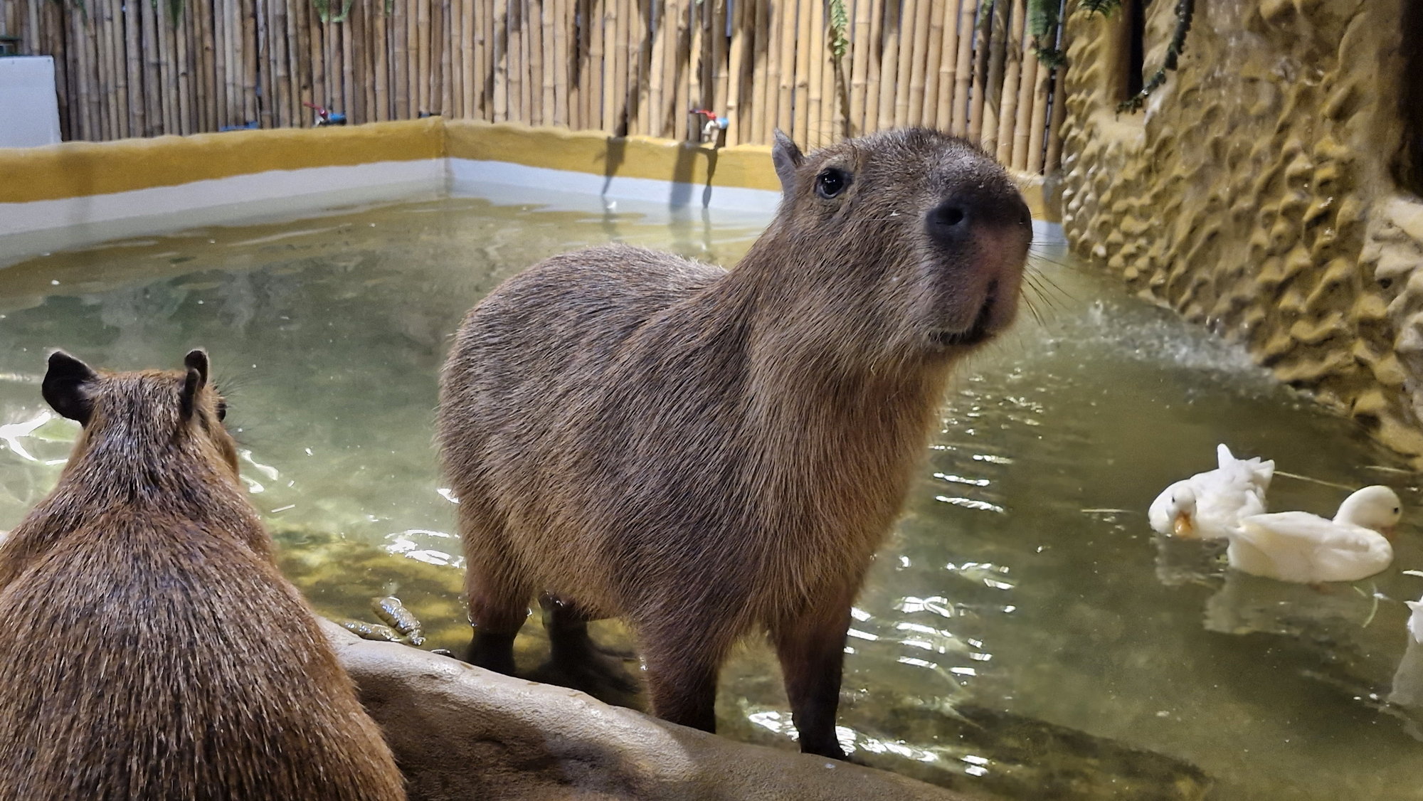 카피바라 커피 방콕