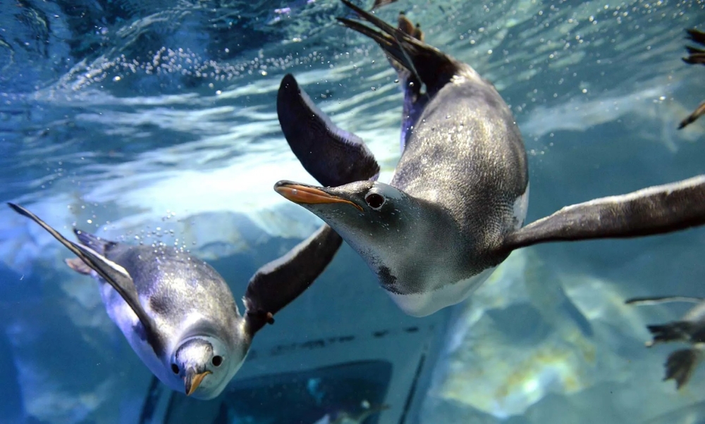 SEA LIFE Bangkok & Madame Tussauds Bangkok attraction in Bangkok