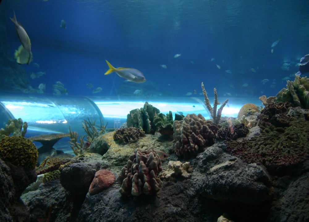 Underwater World (Aquarium)