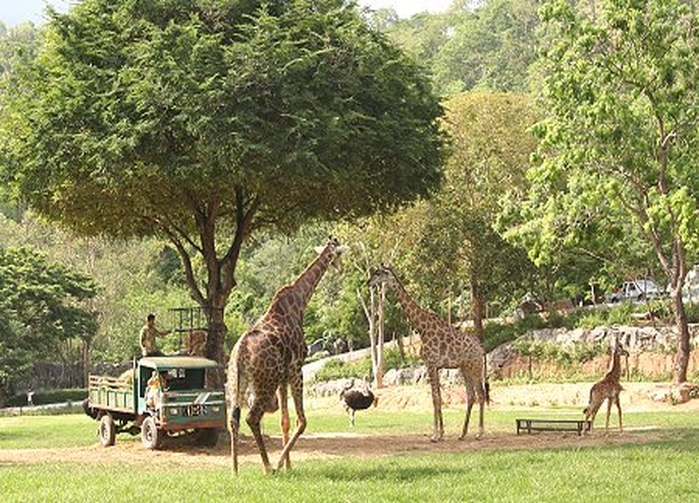 Khao Kheow Open Zoo2