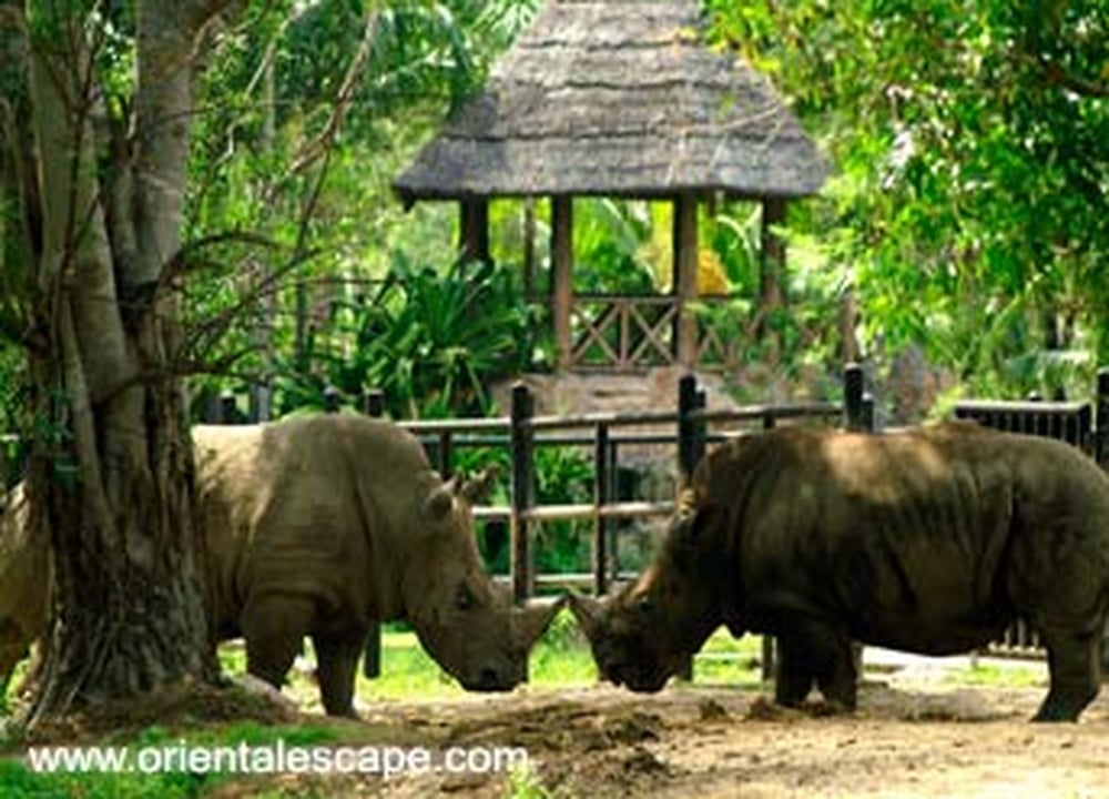 Khao Kheow Open Zoo