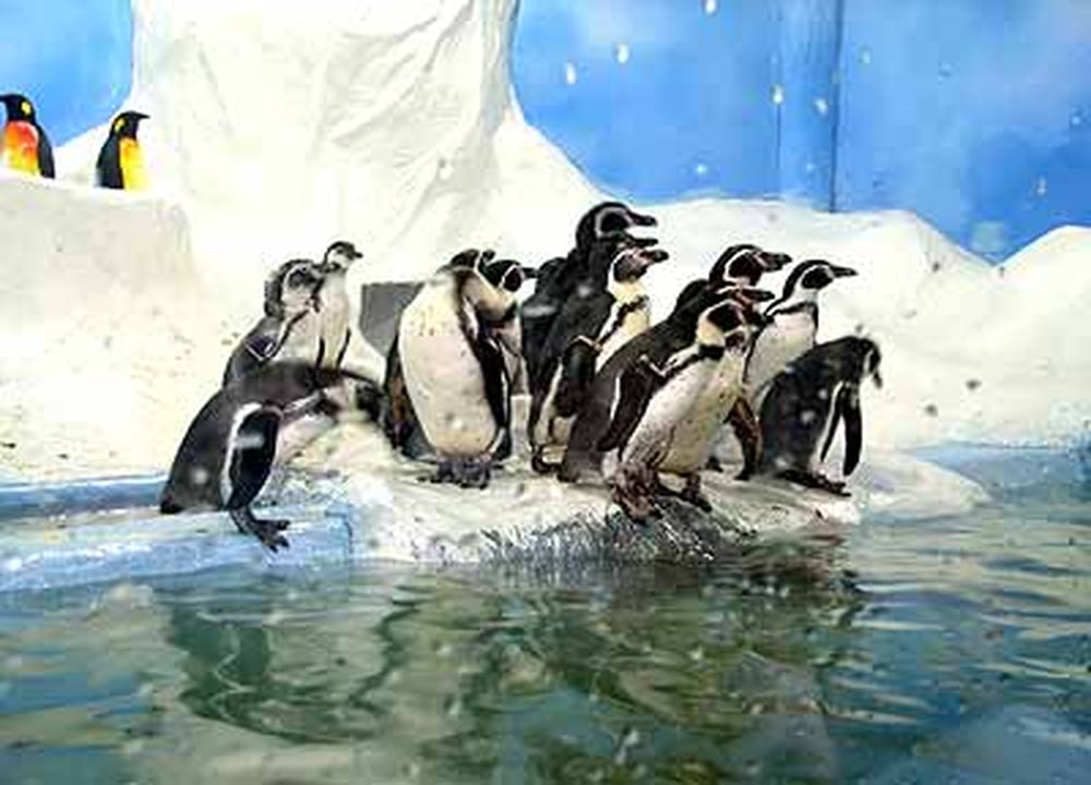 Penguin Parade